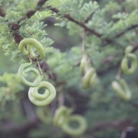 Vachellia planifrons (Wight & Arn.) Ragup., Seigler, Ebinger & Maslin